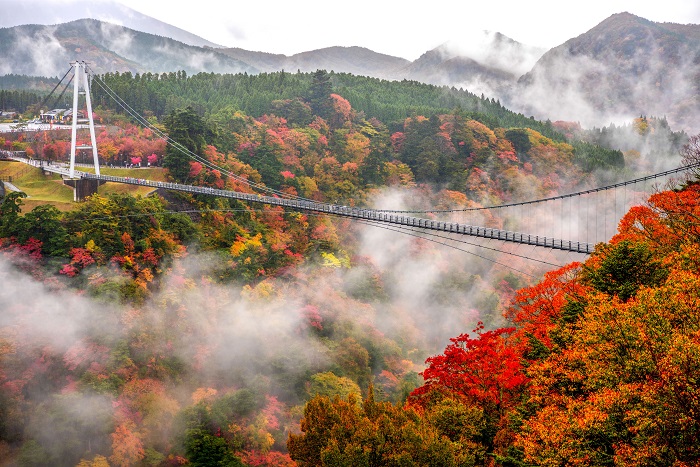 秋季的九重夢大吊橋