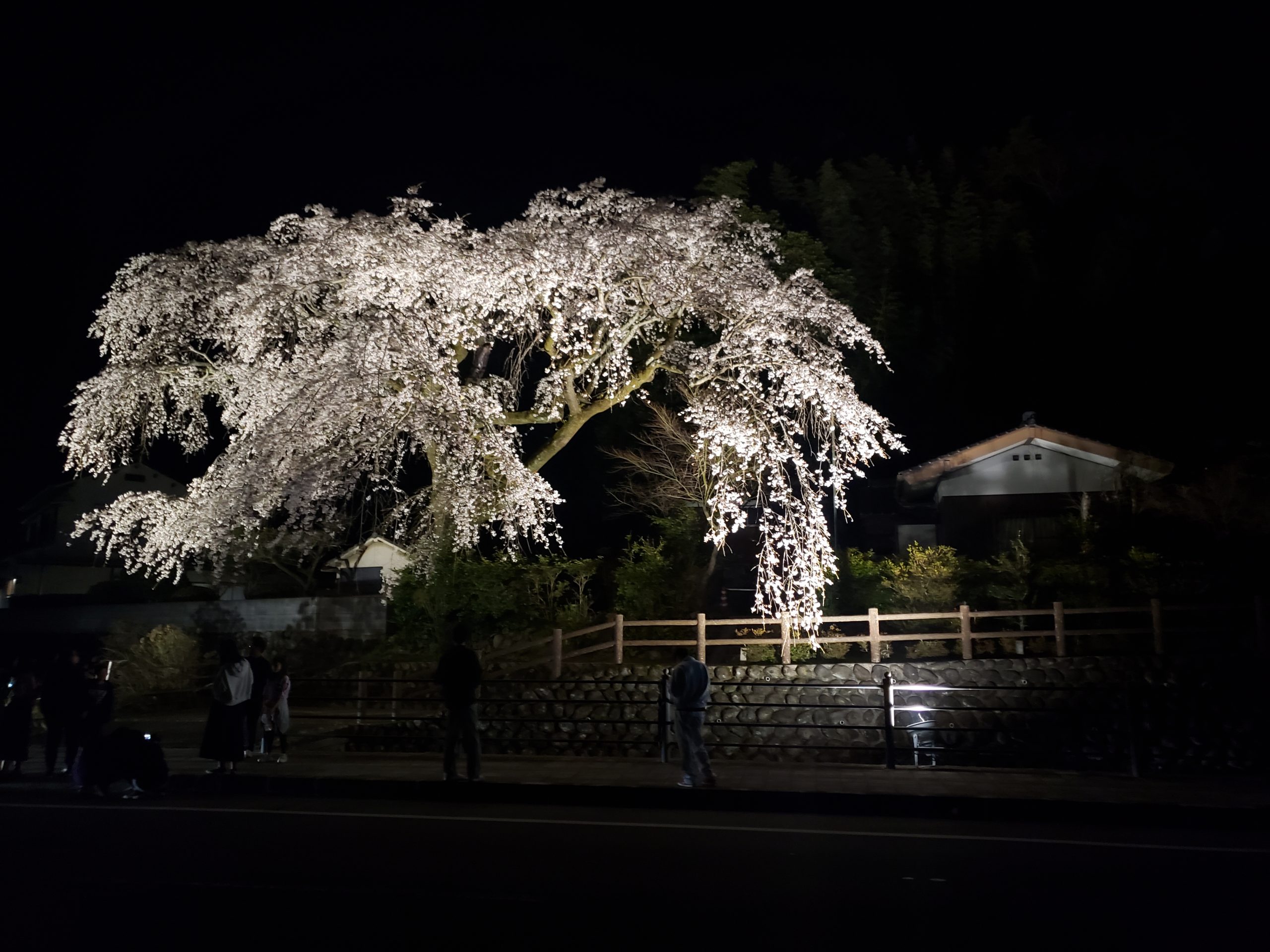 大原神社の桜